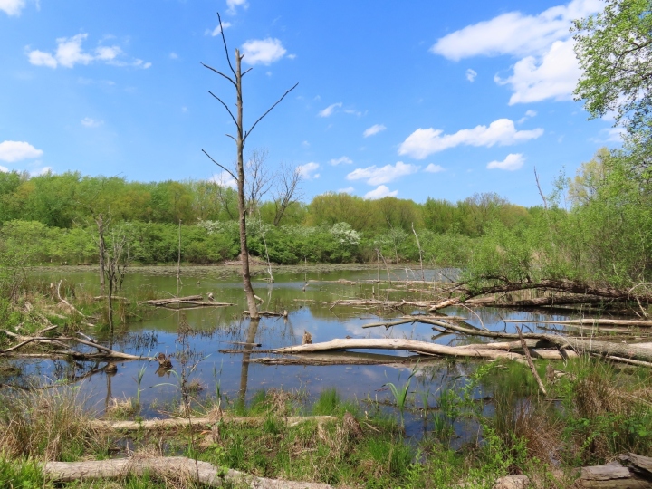 Herp habitat
